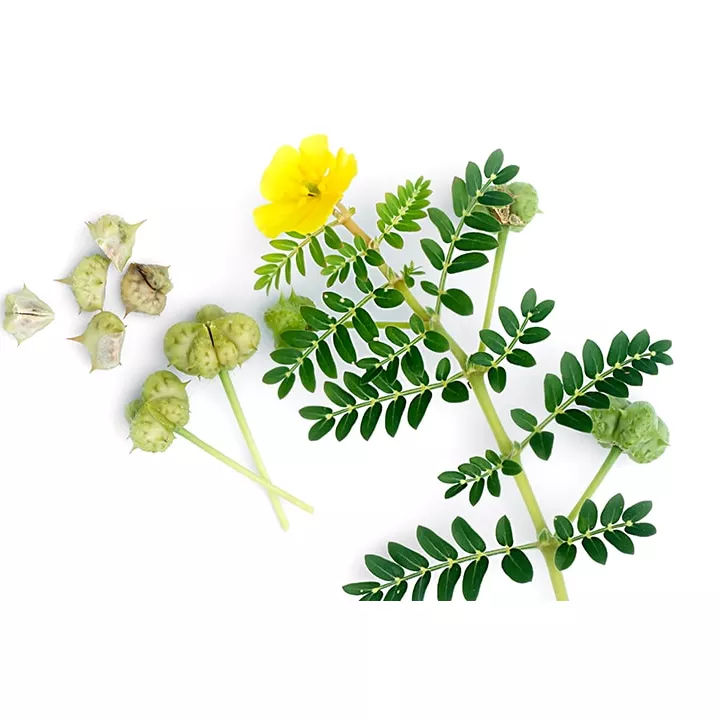 EPS Tribulus Pileje fluid plant extract