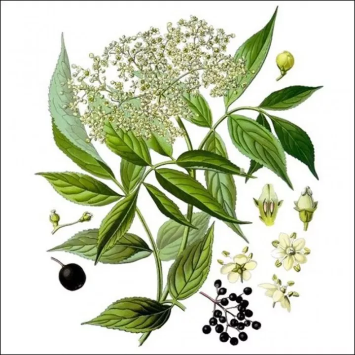 EPS Elderberry Pileje liquid plant extract