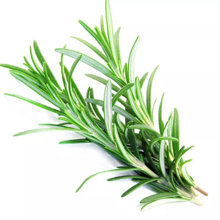 EPS Rosemary Pileje Liquid Leaf Extract