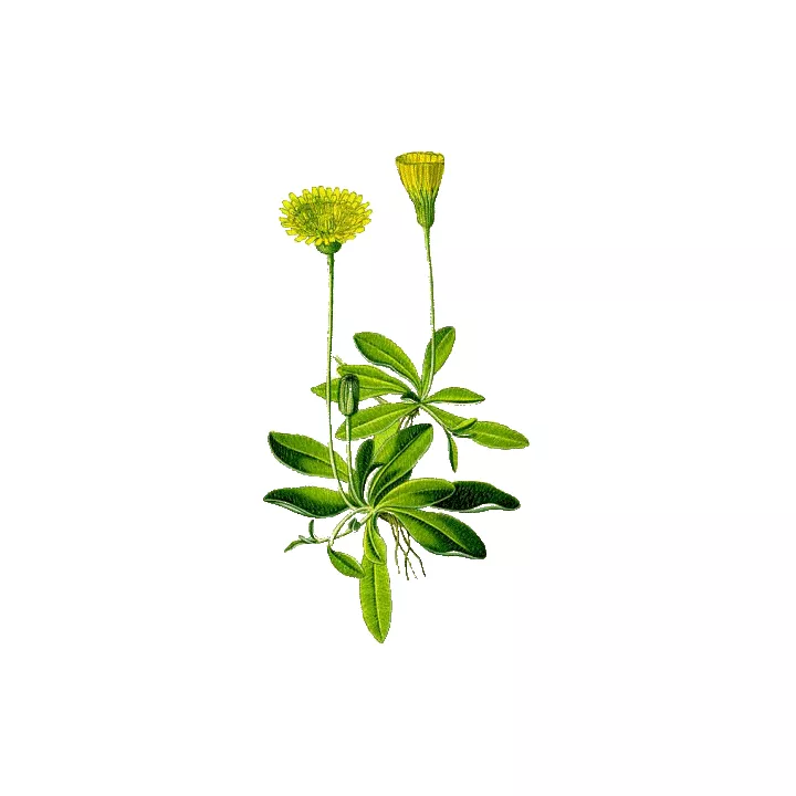 EPS Pilosella Pileje Plantenextract