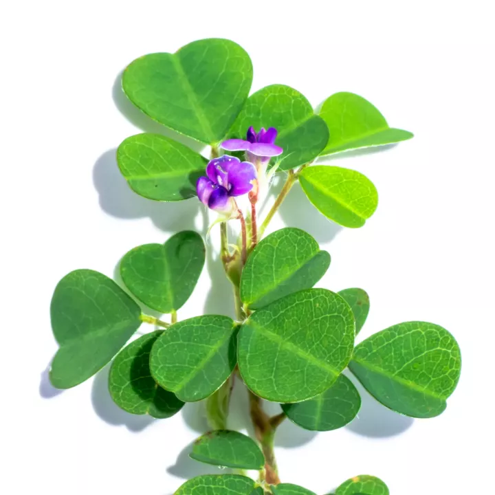 EPS Desmodium Pileje Plant extract