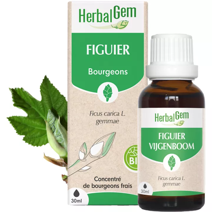 Herbalgem Macerado Mãe de Figueira Orgânico 30 ml