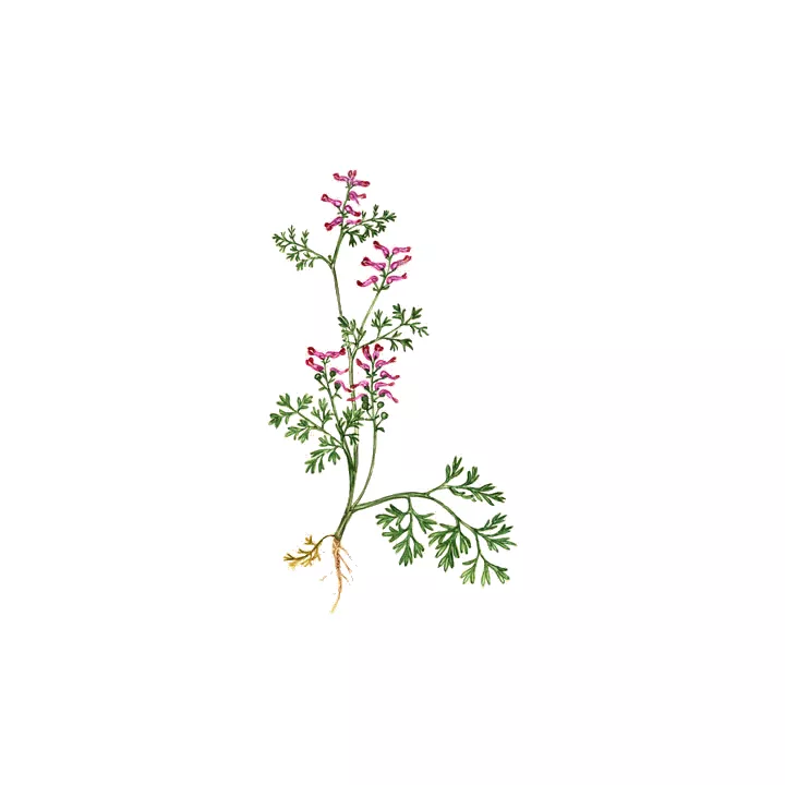 EPS Fumitory Pileje Plant Phytostandard