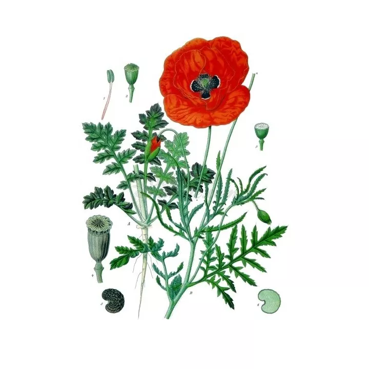 POPPY Petal IPHYM Herbalism Papaver rhoeas