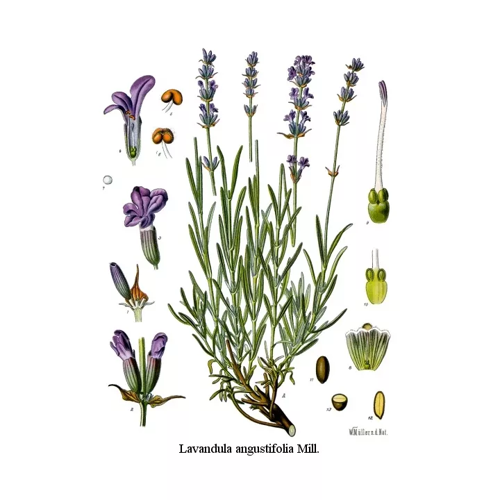 LAVENDER FLOWER IPHYM Herb Lavandula angustifolia