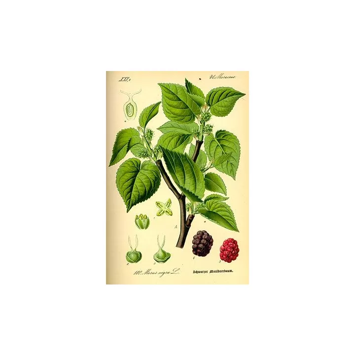 Maulbeerbaum Blatt geschnitten Iphym Kräutermedizin Morus Nigra
