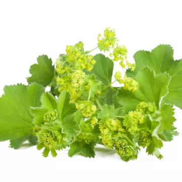 EPS Alchemilla Pileje Экстракт растения Фитостандарт