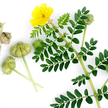 EPS Tribulus Pileje fluid plant extract