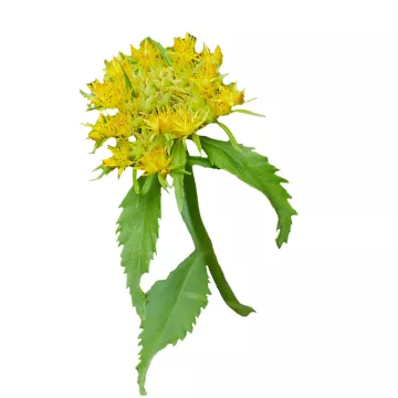 Жидкий растительный экстракт EPS Rhodiola Pileje