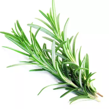 EPS Rosemary Pileje Liquid Leaf Extract