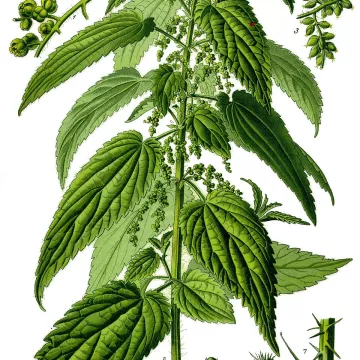 EPS Nettle Pileje Extract of aerial parts