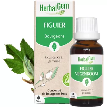 Herbalgem Muttermazerat Feigenbaum Bio 30 ml