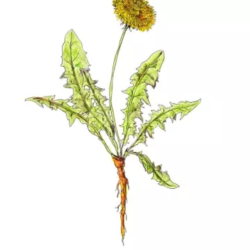 EPS Dandelion Pileje fluid extract