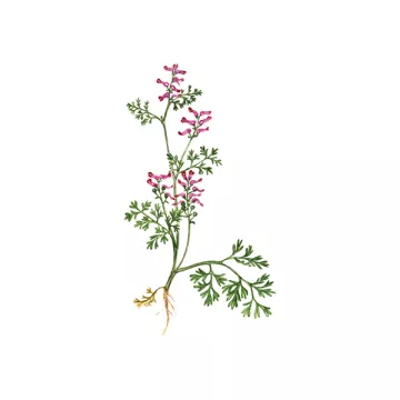 EPS Fumitory Pileje Plant Phytostandard