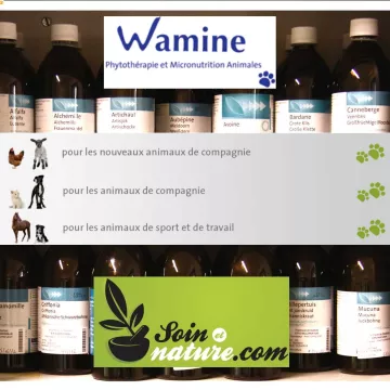 Wamine Pilosella plant fluid extract