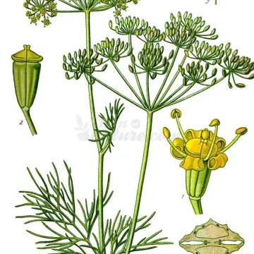 DILL SEED COMPLETE IPHYM Anethum graveolens L. Herbalism