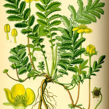 ARGENTINA POTENTILLA IMPIANTO TAGLIO IPHYM Potentilla anserina Herbalism