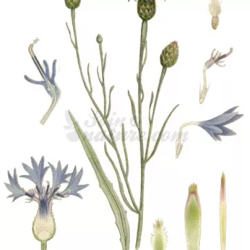 Poppy Petal INTEIRO IPHYM Herbalism Centaurea cyanus L.