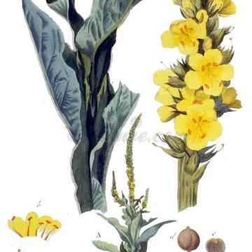 Verbasco Flower todo IPHYM thapsus Herbalism