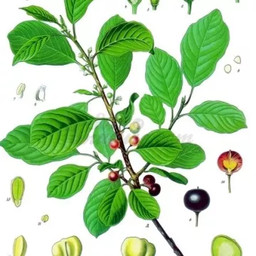 BARK Wegedoorn Rhamnus CUT IPHYM Herbalism frangula L.