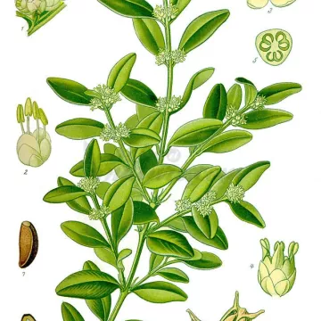 BUIS FEUILLE ENTIERE IPHYM Herboristerie Buxus sempervirens L.