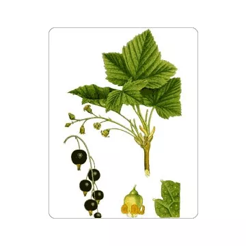 Zwarte bessen Leaf IPHYM Herbalism Ribes nigrum