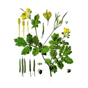 CELANDINE PLANT CUT IPHYM Kräuterkunde Chel