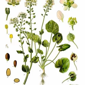 Cochlearia Losse vellen IPHYM Herbalism Echt lepelblad