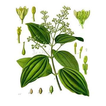 Kaneelstokjes Iphym Herboristerie Cinnamomum burmannii