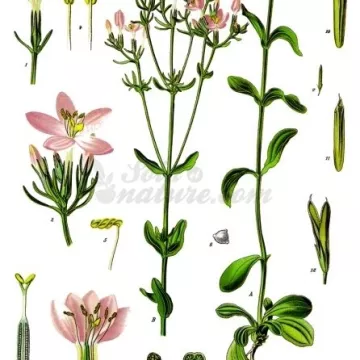 CENTAUREE Plante coupée IPHYM Herboristerie Centaurium erythraea