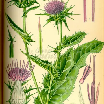 Distelinstallatie CUT IPHYM Herbalism Silybum marianum L.