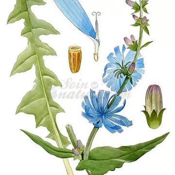 Raíz de achicoria cortada IPHYM Herboristería Cichorium intybus