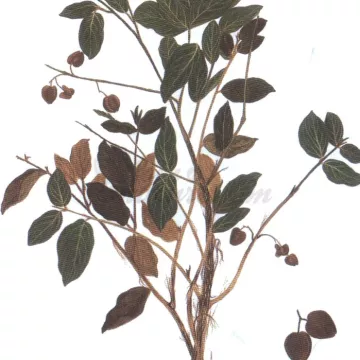 Combretum Kinkeliba Einzelblatt IPHYM Kräuterkunde Combretum micranthum