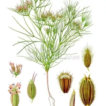 CUMIN FRUIT IPHYM Herbalism Cuminum cyminum