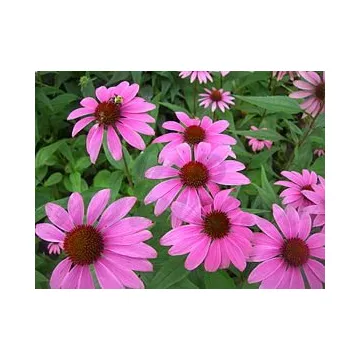 ECHINACEA Echinacea wortel gesneden IPHYM Herb Echinacea purpurea