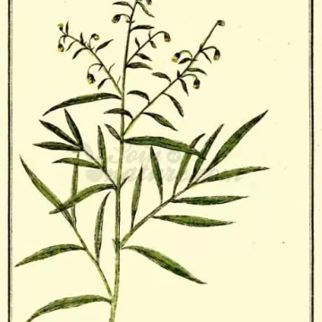 Estragon Einzelblatt IPHYM Herb Artemisia dracunculus L.