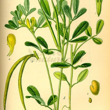 Fenegriekzaad IPHYM Herbalism Trigonella foenum-graecum L.