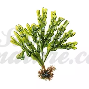 Fucus Vesiculosus thallus CUP IPHYM Herbalism Fucus vesiculosus L.