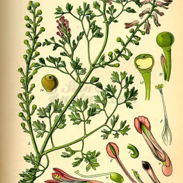 FUMITORY PLANT CUT IPHYM Herbalism Fumaria officinalis L.