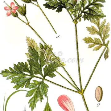 GERANIUM ROBERT PLANTE COUPEE IPHYM Herboristerie Geranium robertianum L.