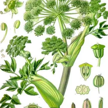 Officinale Angelique (true) Angelica Root cut HERBORISTERIE Archangelica