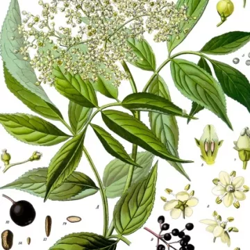 ELDER FLOWER hulled IPHYM Herbalism Sambucus nigra L.