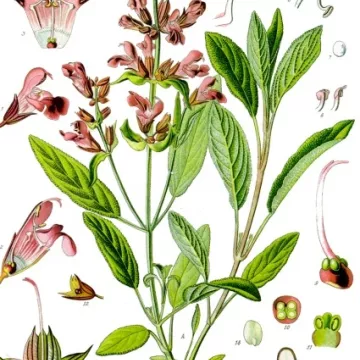 Salie Officinale Feuille Mondée Iphym Herboristerie Salvia officinalis L.