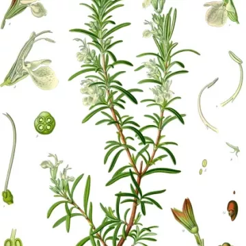 Лист розмарина ифимского травяного Rosmarinus Officinalis