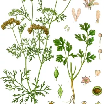 CORIANDER Coriandrum sativum FRUIT IPHYM Herbalism