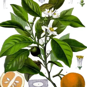 Naranja agria HOJA DE CORTE naranja IPHYM hierba Citrus aurantium L.