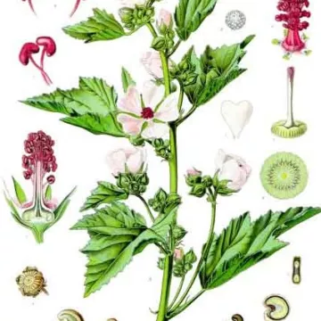 EIBISCH Schnitt root Althaea officinalis L. Herb IPHYM