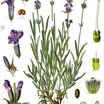 Lavendel bloem IPHYM Herb Lavandula angustifolia