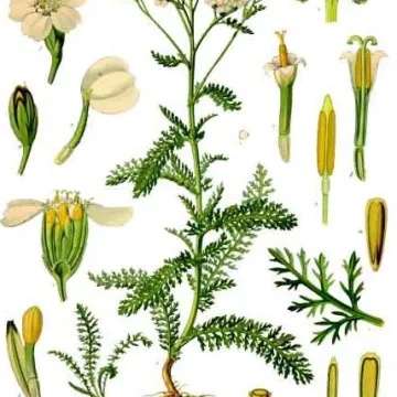 MIL xícara de folhas de IPHYM luminar Herb Achillea millefolium L.