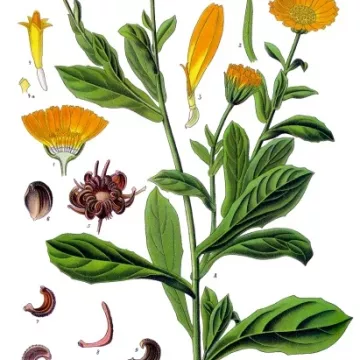 MARIGOLD PETAL HELE IPHYM Herb Calendula officinalis L.